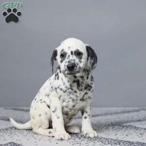 Lori, Dalmatian Puppy